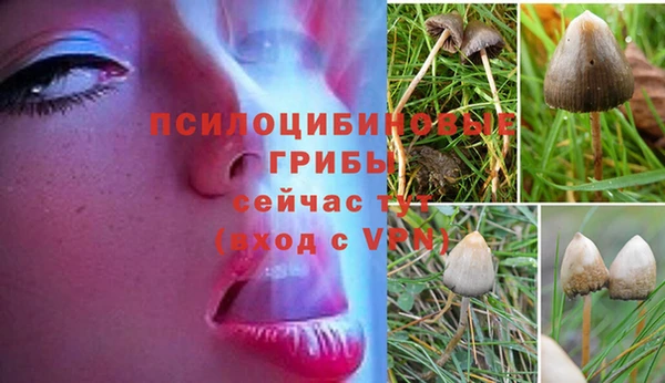 PSILOCYBIN Шарыпово